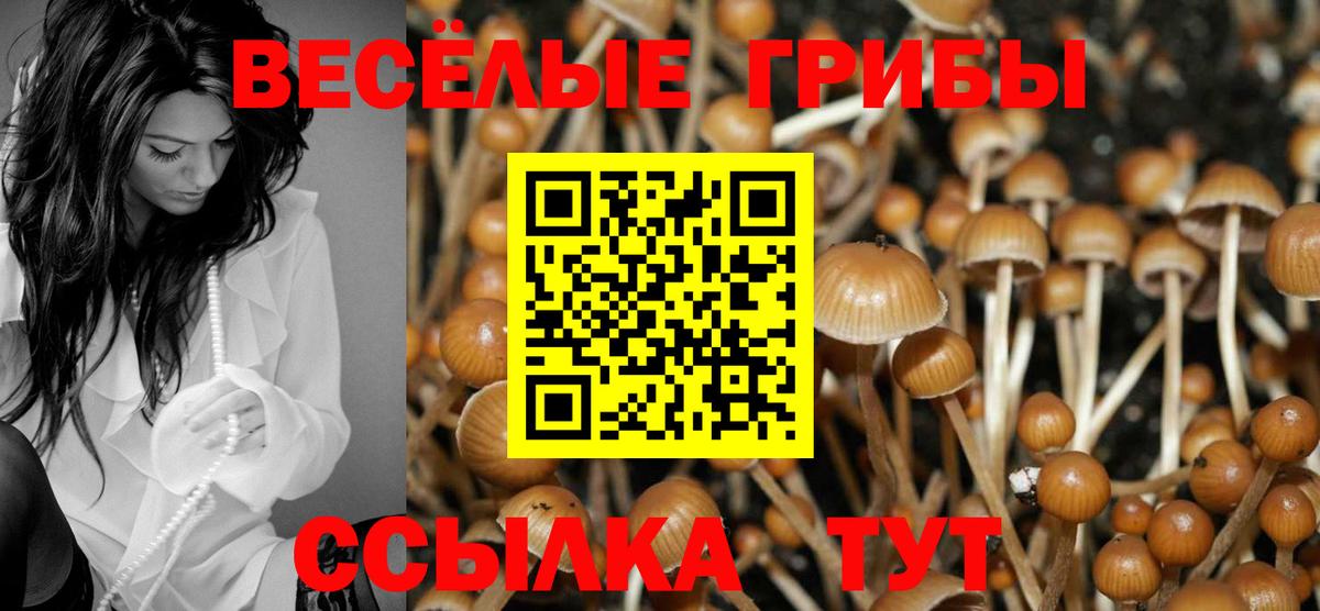 Псилоцибиновые грибы Psilocybine cubensis  Вход с VPN  Прохладный  Псилоцибиновые грибы Cubensis 